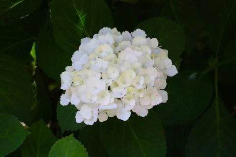 Flowering white Hydrangea in a park or garden. 写真素材