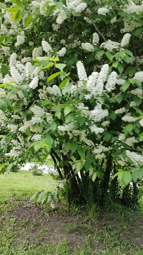 Flowering white lilac Stock Footage 155400846