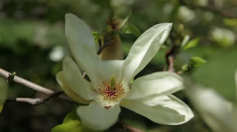 Flowering white magnolia tree - close-up Stock Footage 24685212