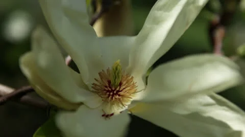 Flowering white magnolia tree - close-up Stock Footage 24685362