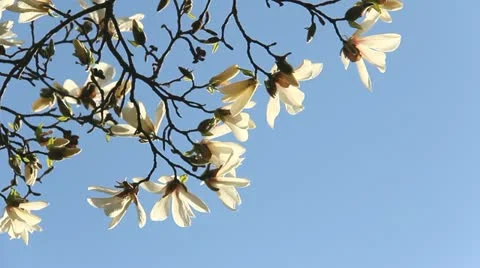 Flowering white magnolia in the wind Stock Footage