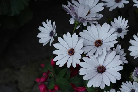 Flowering white Osteospermum, which is also known as African daisy or Cape .. Stock Photos