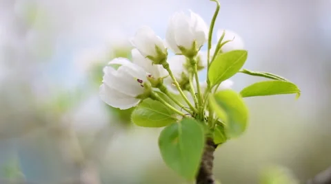 Flowering white pear tree branch moving from defocus to focus Vídeo Stock 49888096