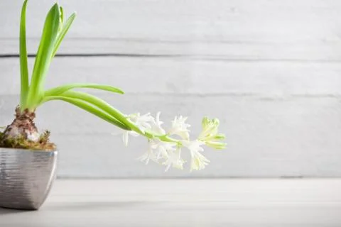 Flowering white potted spring bulb Stock Photos