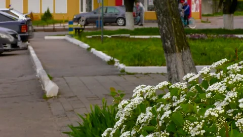 Flowering white shrub. Small town street. Urban landscape. Stock-Footage 197333751