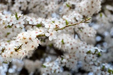Flowering white tree at springtime. Branch of blossoming cherry plum selectiv Stock Photos