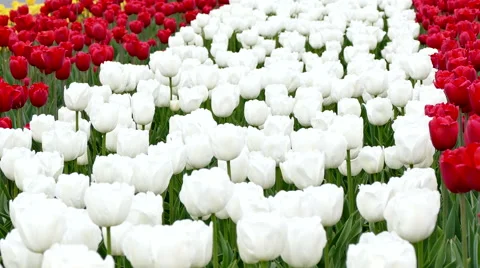 Flowering White Tulips Stock Footage 62024590