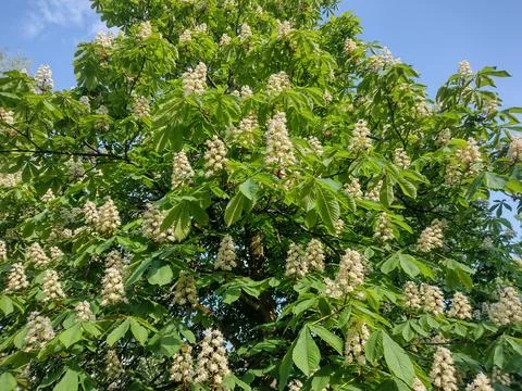 Flowering wild chestnut tree. Aesculus hippocastanum 库存照片