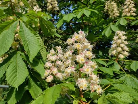 Flowering wild chestnut tree. Aesculus hippocastanum Fotos de archivo