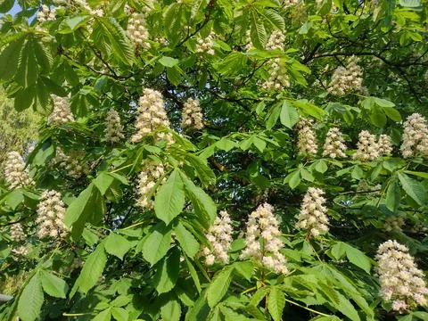 Flowering wild chestnut tree. Aesculus hippocastanum Stock Photos