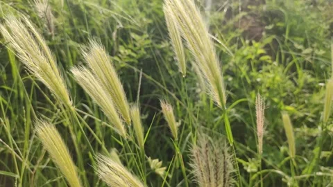 Flowering wild foxtail barley grass (Hordeum or Setaria species) plants moving Video stock 345890358