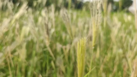 Flowering wild foxtail barley grass (Hordeum or Setaria species) plants moving Video stock 345890665