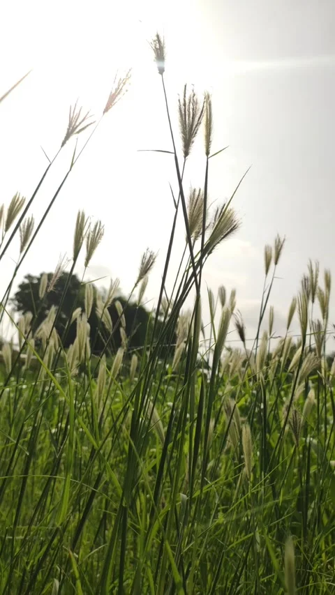 Flowering wild foxtail barley grass (Hordeum or Setaria species) with sunlight Video stock 345890907