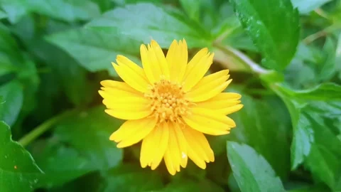 Flowering wild grass Stock Footage 313463954