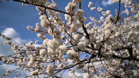 Flowering wild plum tree Stock Footage 333640108
