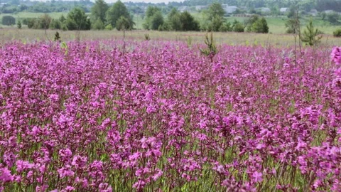 Flowering of wildflowers. Video stock 90510774
