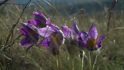 Flowering wildflowers in spring close-up Видео 120168405