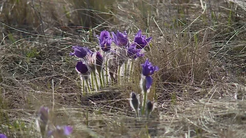 Flowering wildflowers in spring close-up Видео 120168821