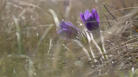 Flowering wildflowers in spring close-up Stock Footage 120168863