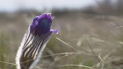 Flowering wildflowers in spring close-up Stockbeeldmateriaal 120168880