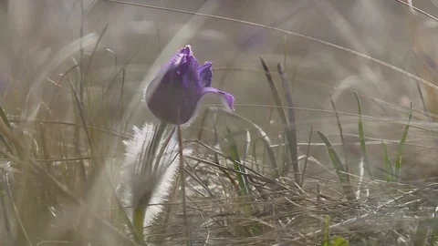 Flowering wildflowers in spring close-up Stock Footage 120168902