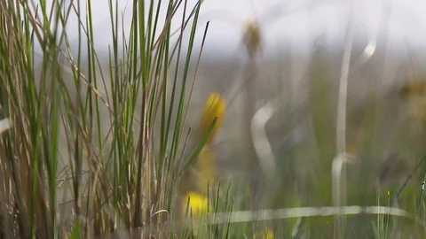 Flowering wildflowers in spring close-up 库存影片 120168906