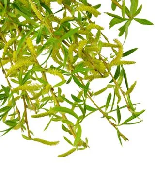 Flowering willow and spring foliage. Close-up. Isolated without a shadow. Spr Stock Photos