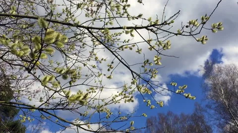 Flowering willow branches with pollinating bees Stock Footage 66692821