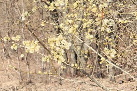Flowering willow branches. Spring background Stock Photos