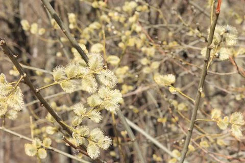 Flowering willow branches. Spring beige background. Stock Photos