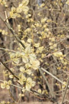 Flowering willow branches. Spring beige background. Stock Photos