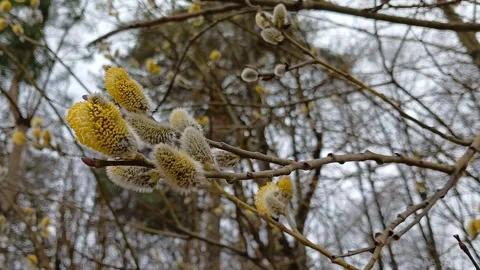 Flowering willow branches in spring 스톡 동영상 306248222