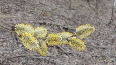 Flowering willow branches in spring 스톡 동영상 306522632