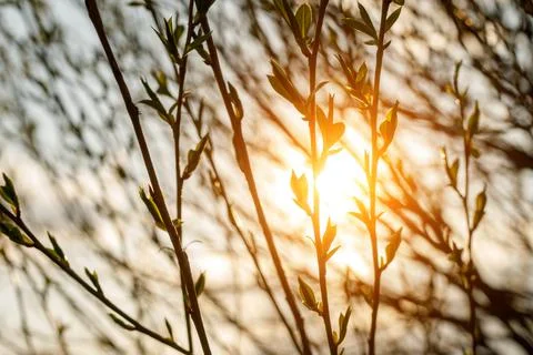 Flowering willow branches in springtime at sunset. Stock Photos