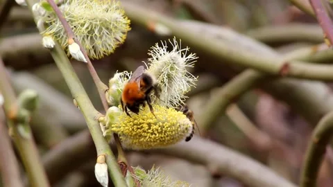 Flowering willow catkins and pollinating insects Stock Footage 195761326