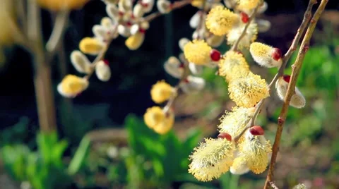 Flowering willow Stock Footage 1848085