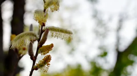 Flowering willow. Stock Footage 10914237