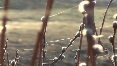 Flowering willow Video stock 37114685