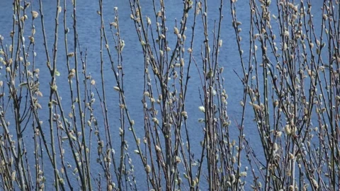 Flowering willow or willow. Blossoming buds against the background of blue water Stock Footage 191995464