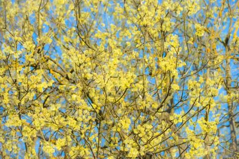 Flowering willow Fotos de archivo