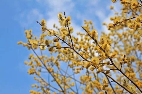 Flowering willow Stock Photos