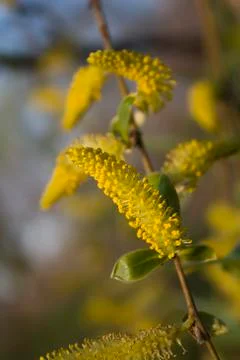 Flowering willow Stock Photos