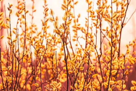 Flowering willow Photos