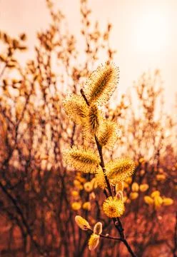 Flowering willow 写真素材