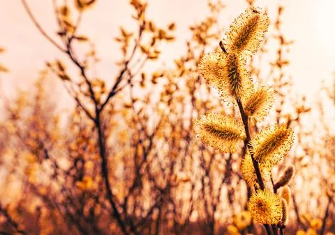 Flowering willow Stockfoto's