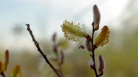 Flowering willow. Spider. Stock Footage 10913303