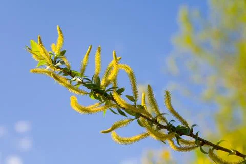 Flowering willow in spring in the background blue sky. Stock Photos
