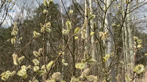 Flowering willow in the spring. Camera panning upwards. Willow catkin Stock Footage 153479539