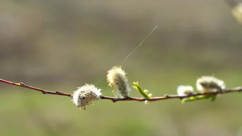 Flowering willow in the spring time of year. Video stock 127704450