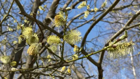 The flowering willow in the spring time of year. Young willow buds move Stock Footage 221179304